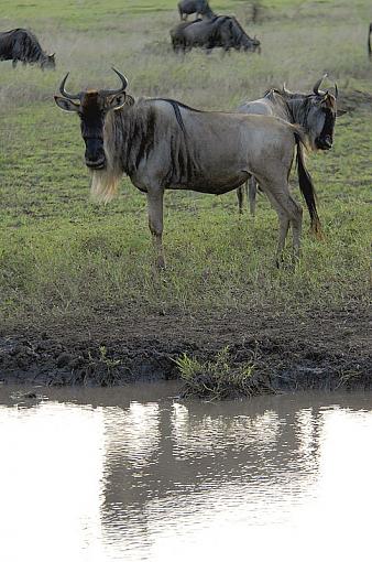 Wildbeest-wb_dsc9949_px800.jpg