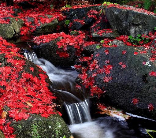 Red Maple Leaf Waterfall-cc2-medium-.jpg