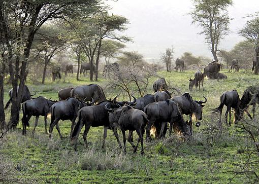 The Serengeti-_dsc9934_px800.jpg