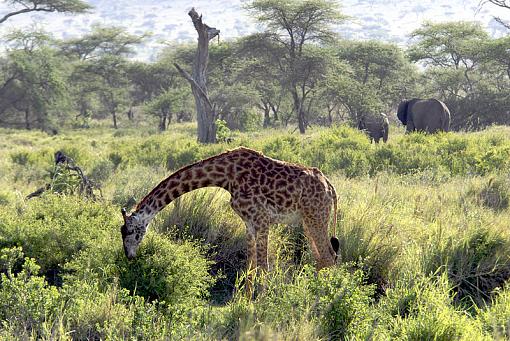 Giraffe and Painted Background-_dsc9780_px800.jpg