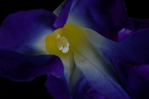 Morning Glory Macro - Ghosting?-dsc_8230asmall.jpg