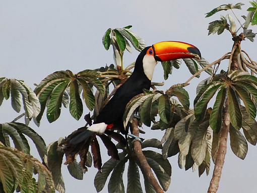 Toucan in tree-toucan-tree-800.jpg