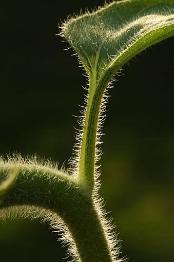 Backlight???-stem-leaf.jpg