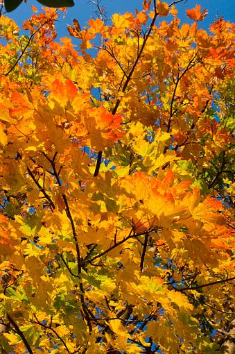 autumn leaves-tree-1.jpg