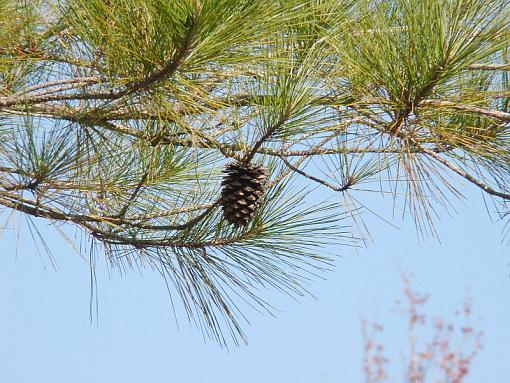 &quot;shot from the hip&quot;-pine-cone.jpg