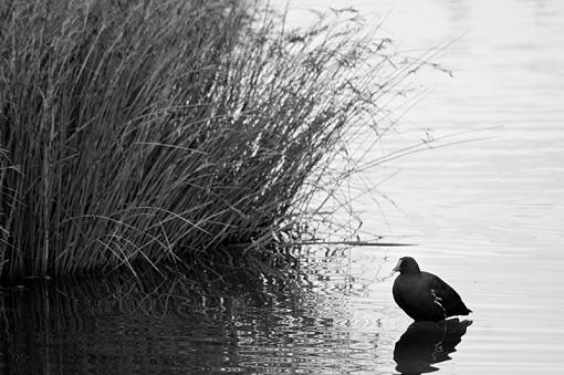 moorhen-moorehen.jpg