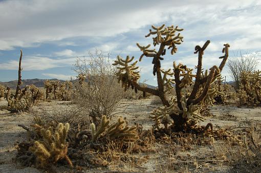 Back to the Desert-_dsc1033_px800.jpg