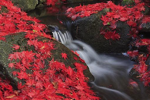 Red Maple Leaf Fall-bell1.jpg