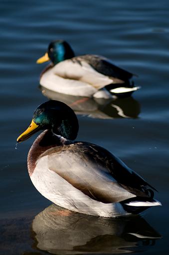 ducks-duck-2.jpg