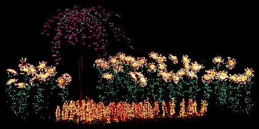 Cactus lights in the foreground...-dsc_0074.jpg