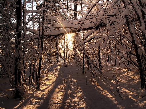 Forrest in Norway-disk-copy.jpg