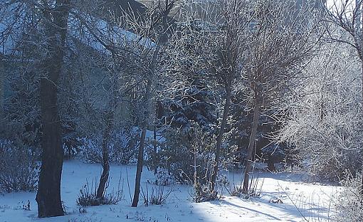 Ice Fogged Bushes-icefoggedtreessm.jpg