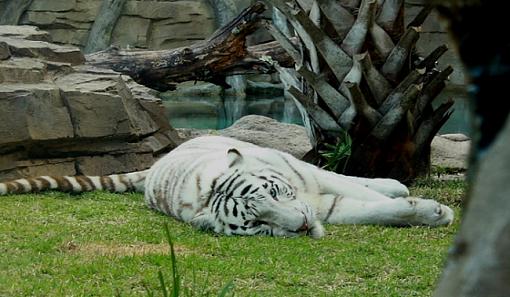 White tiger at Busch Gardens Tampa-whitetiger2.jpg