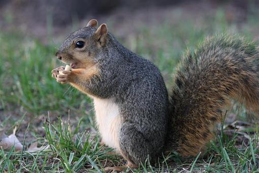 Aw Nuts!-img_3425-medium-.jpg