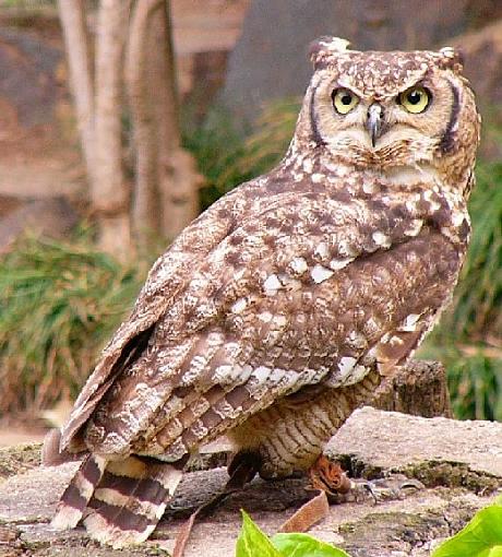 Spotted/Cape Eagle Owls-spottedeagle.jpg