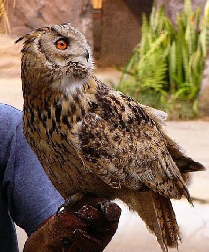 Spotted/Cape Eagle Owls-capeeagle.jpg