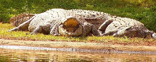 The Nile Crocodile-croc1.jpg