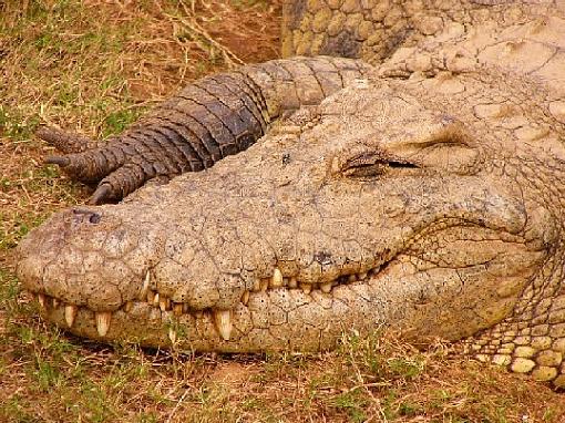 The Nile Crocodile-croc2.jpg