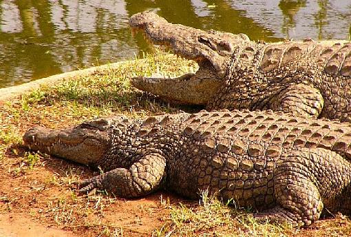 The Nile Crocodile-croc3.jpg