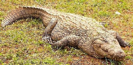 The Nile Crocodile-croc4.jpg