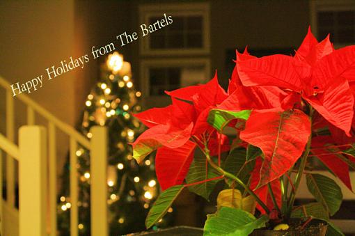 Holiday Flower-pointsettia.jpg