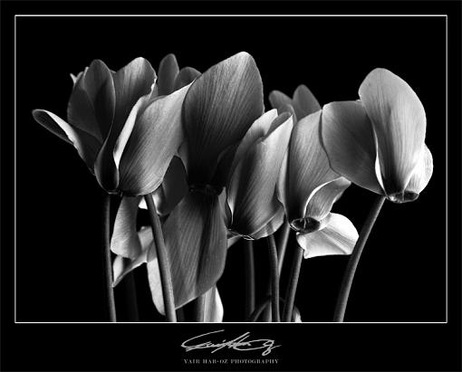 B&amp;W Flowers-bwflowers.jpg