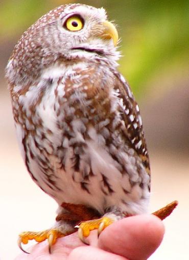 Spotted/Cape Eagle Owls-small.jpg