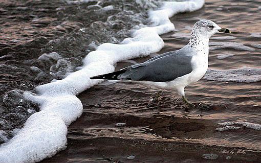 Beach Bird-img_2081-g.jpg