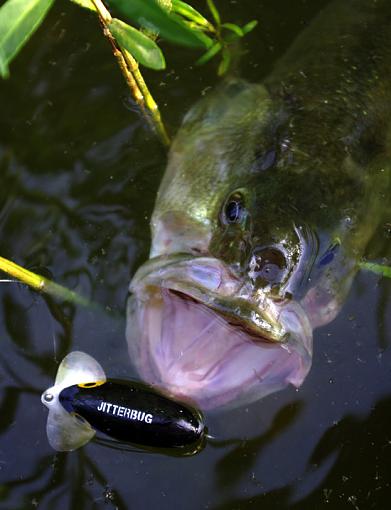 Leaping Bass-bass-attacking-jitter-small.jpg