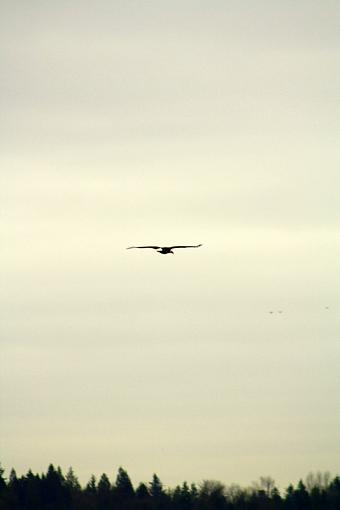 Eagles-img_0443.jpg