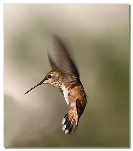 Warmer days-hummer.jpg