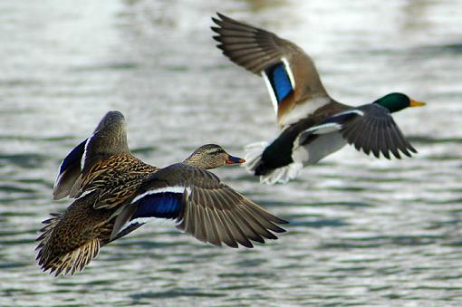 Ducks-ducks-wing-small.jpg