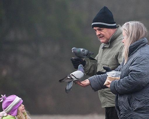 Bird Feeding-bird-feeding.jpg