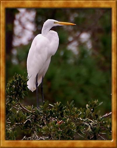 Great Egret-dsc_7017-copy.jpg