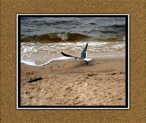 Checking out the beach-copy-copy.jpg