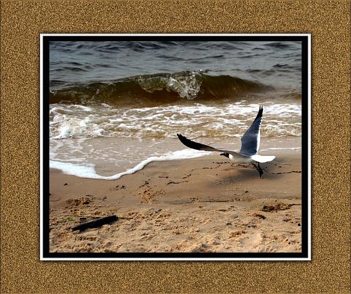 Checking out the beach-copy-copy.jpg-cropped.jpg