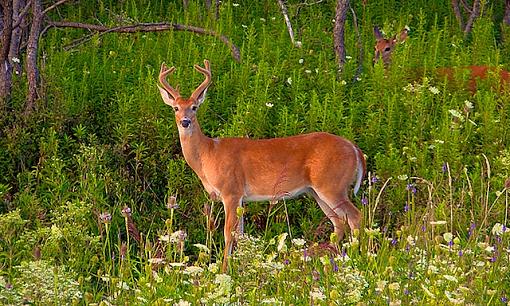 Young Buck and Doe-myfavorite-1-.jpg