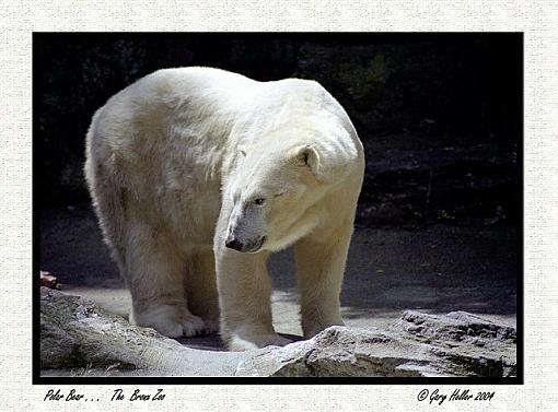 A Polar Bear. . .-bearpolar0804-010901xweb.jpg