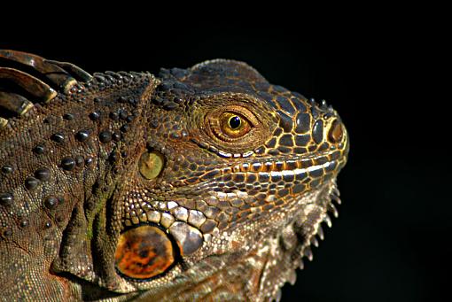 Bulletproof (keeping w/ the reptile trend)-bulletproof-0021.jpg