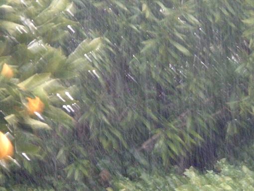 Some More Rainy Day Pictures-orange-tree-rain.jpg