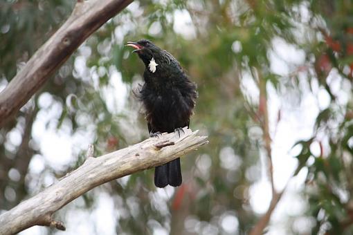 Vocal Tui-tui.jpg