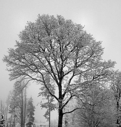 Tree in snow-dsc_5722a.jpg