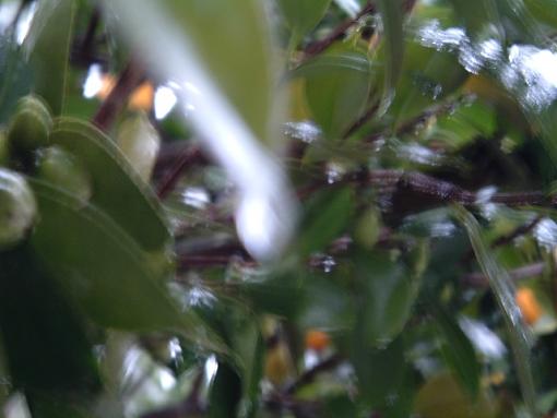 Some More Rainy Day Pictures-rain-drop-one.jpg