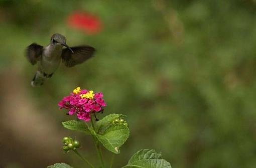 Hummingbird-hbird-6.jpg