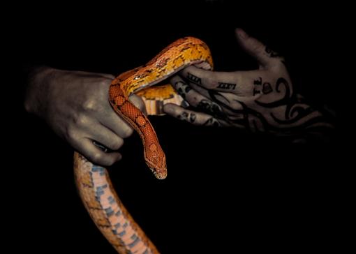 Cornsnake-cornsnake1.jpg