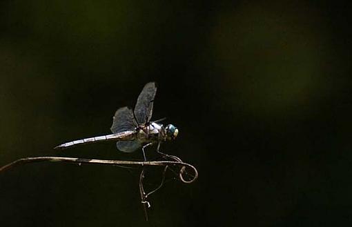 Hummingbird-dragonfly-1-copy.jpg