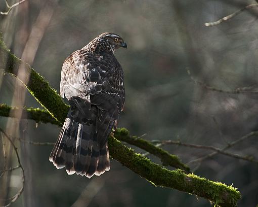 Juvy Northern Goshawk-juvy-goshawk-back-shot.jpg