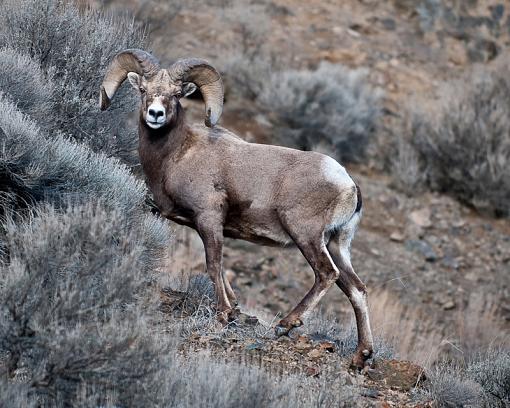 California Big Horn-dsc_7639-1a.jpg