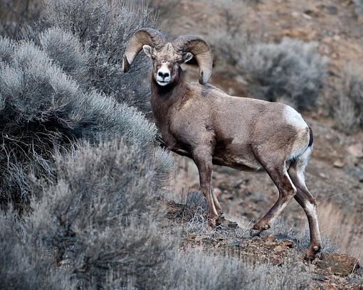 California Big Horn-dsc_7639-2a.jpg