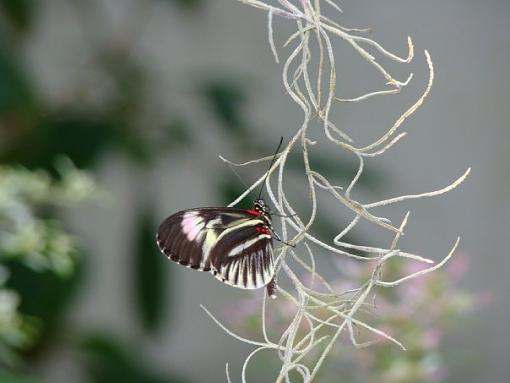 Just in need of some pointers-butterfly-world.jpg